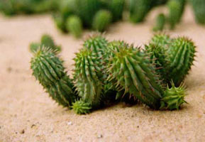 Weight loss. Hoodia - appetito grande suppressant.