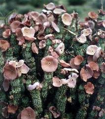 Hoodia. Gordonii van hoodia, een natuurlijke repressieve eetlust.